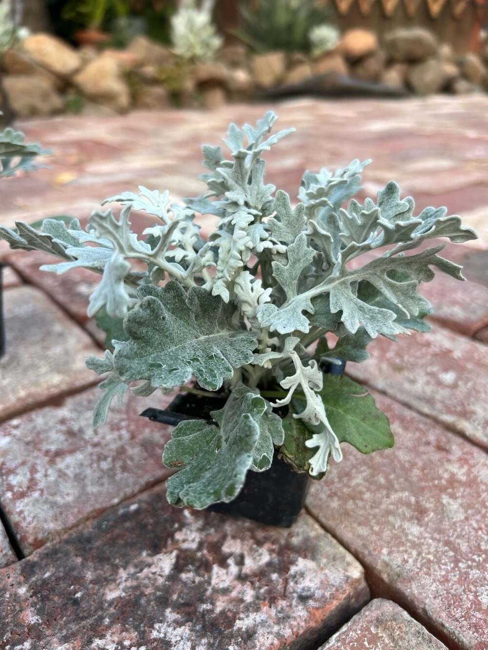 Dusty Miller Silverdust Live Plant in 4-Inch Nursery Pot